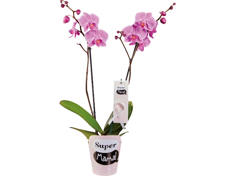Brudorkidé Super Mama Prydplante i Potte