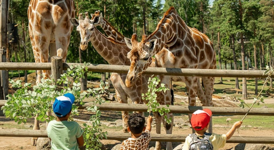 40 % rabatt på Kolmårdens årskort Wild Card