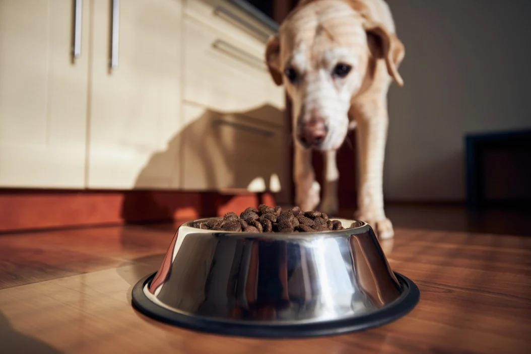 Skicka bara ett meddelande till oss i chatten eller mejla oss om du vill ha ett gratisprov för din hund att smaka på