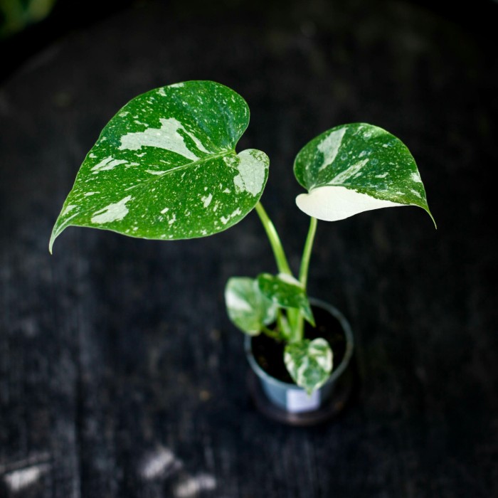 Monstera 'Thai Constellation' - Exklusiva Gröna Växter