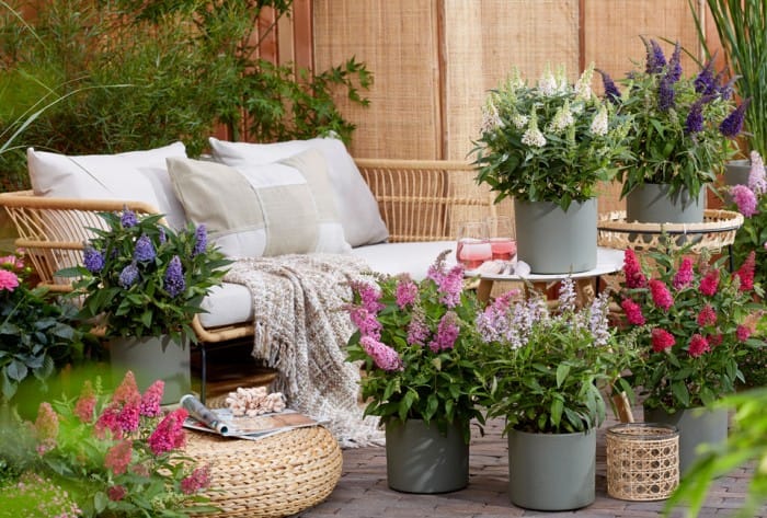 Vackra Fjärilsbuskar för Trädgården - 2 st per färg