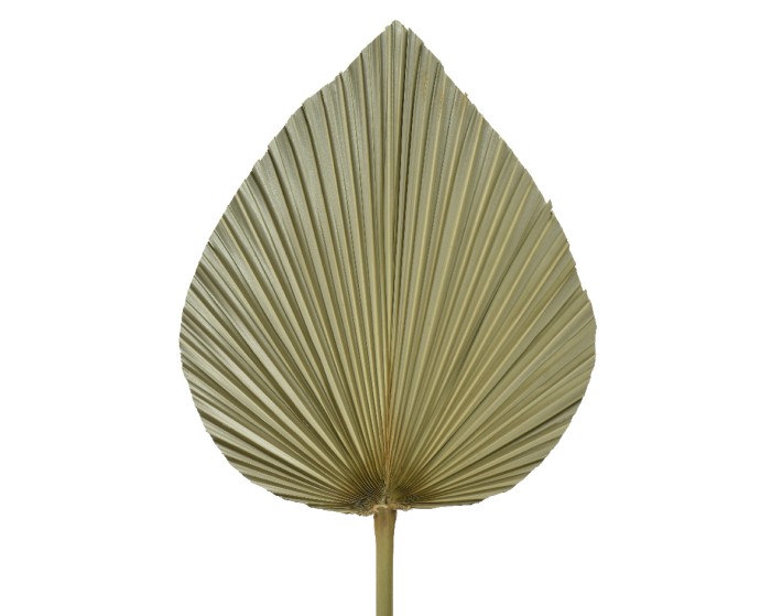 Naturinspirerad Palmblad Väggbonad 40x45x85cm