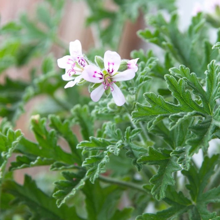 Vackra Pelargoner: Tips och Färgglad Dekor