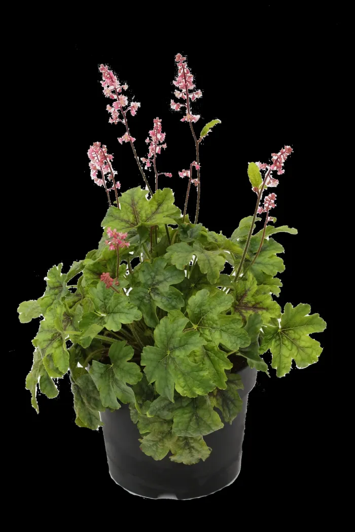 Alunrot Grön Ø15 cm Dekorativ Växt