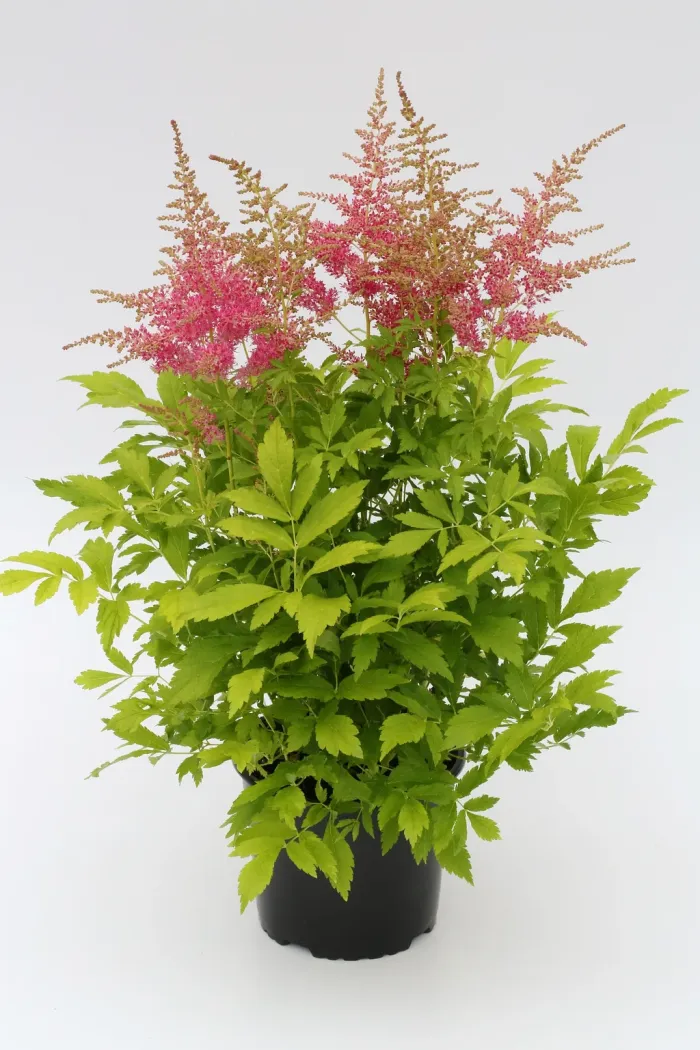 Astilbe Rosa in 17cm Pot - Vibrant Pink
