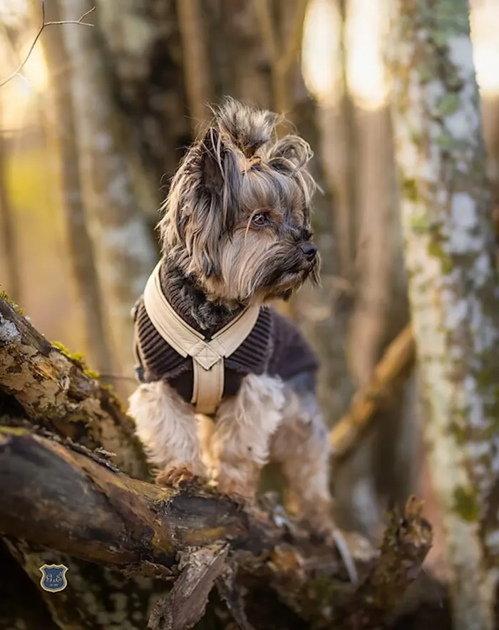 Gustaf & Evita Pro Hundsele Beige Skinn