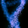 Studium Genetics