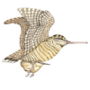 Woodcock Foundation