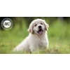 American Kennel Club