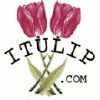 ITulip