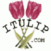 ITulip