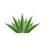 Agave Energy Company