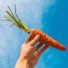 Carrot Capital