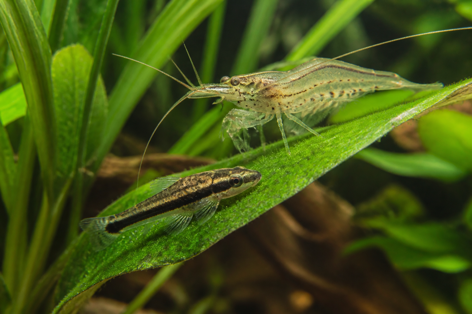大和藻蝦與小精靈魚在葉上吃藻