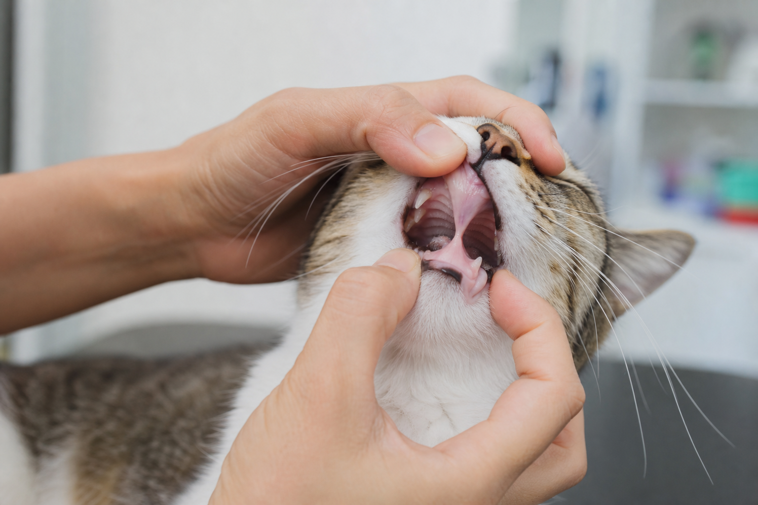 고양이 혀 밑에 걸린 실을 검사하는 수의사