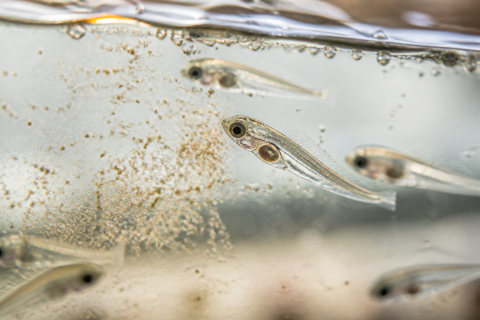 細小透明的幼魚正在攝食微細活餌