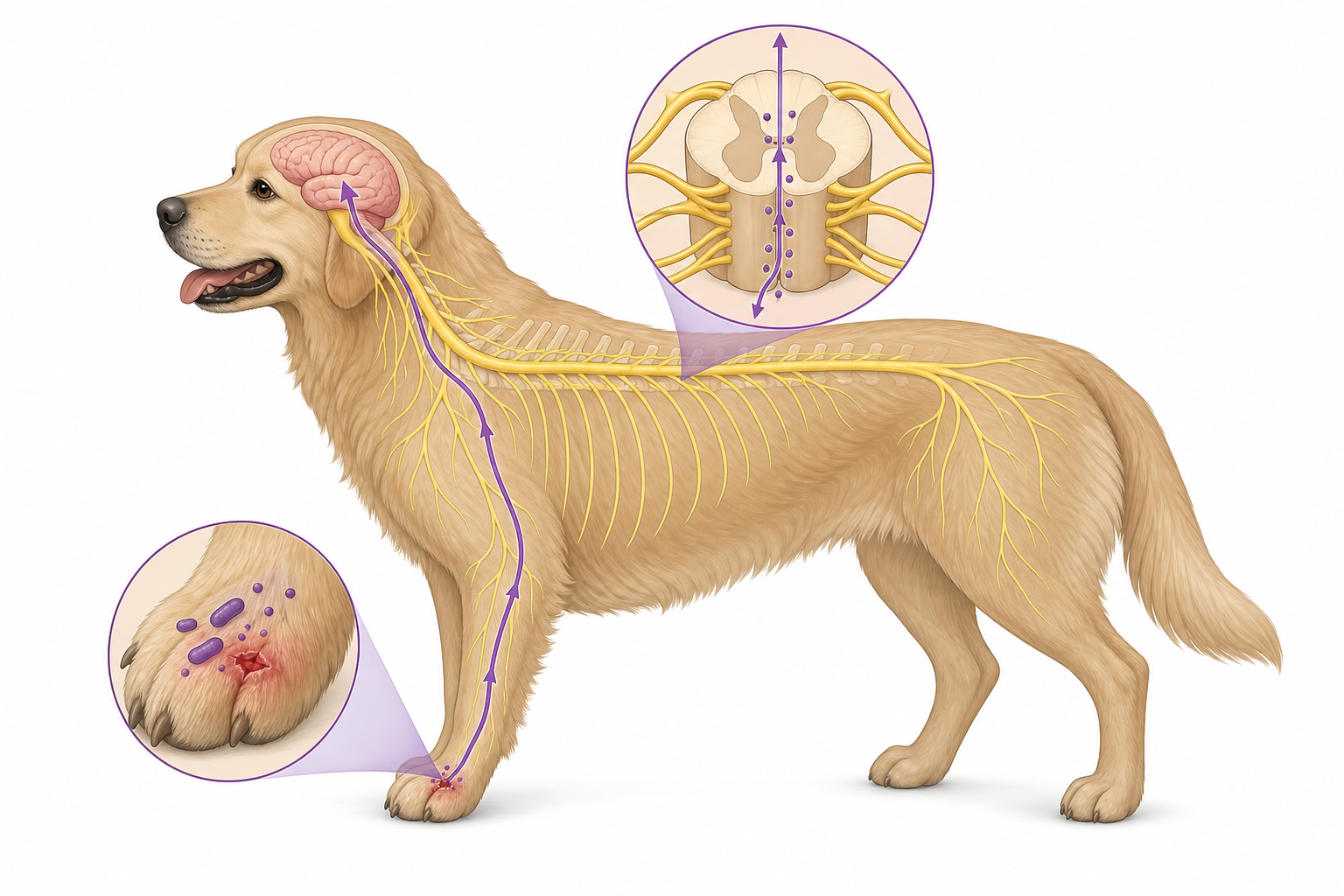 Anatomy diagram showing tetanus toxin traveling through a dog's nervous system.