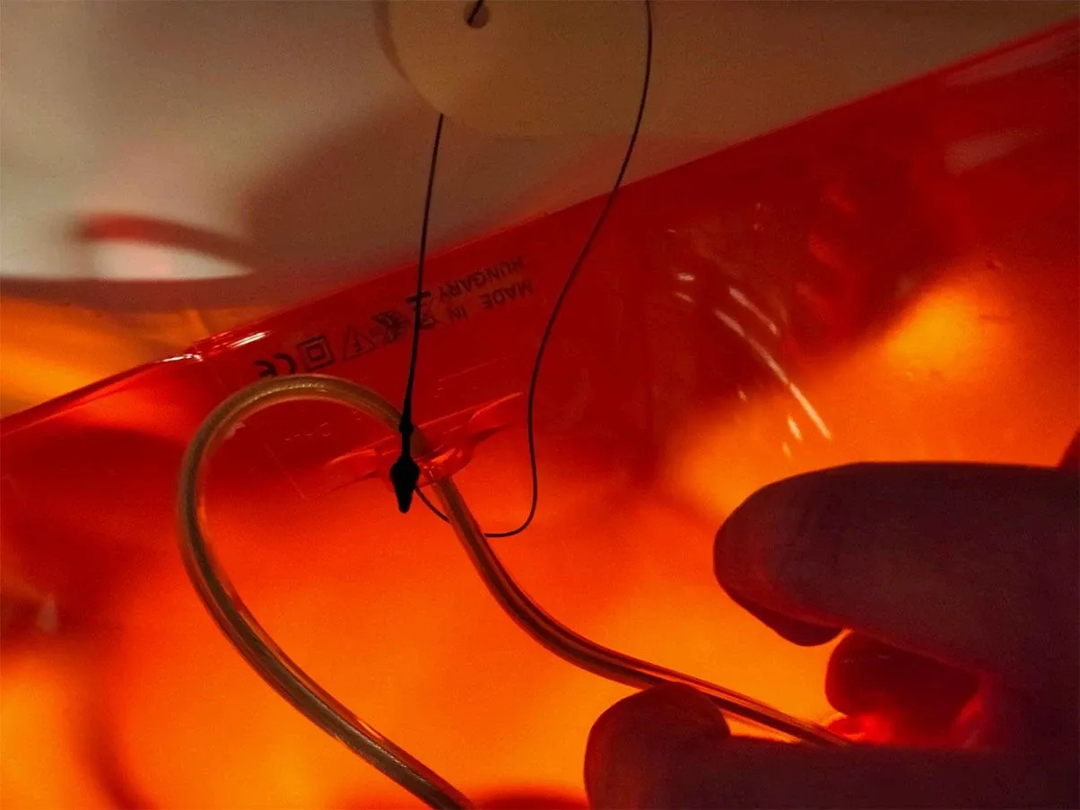 Lampada da tavolo Dalù di Vico Magistretti, Artemide 3