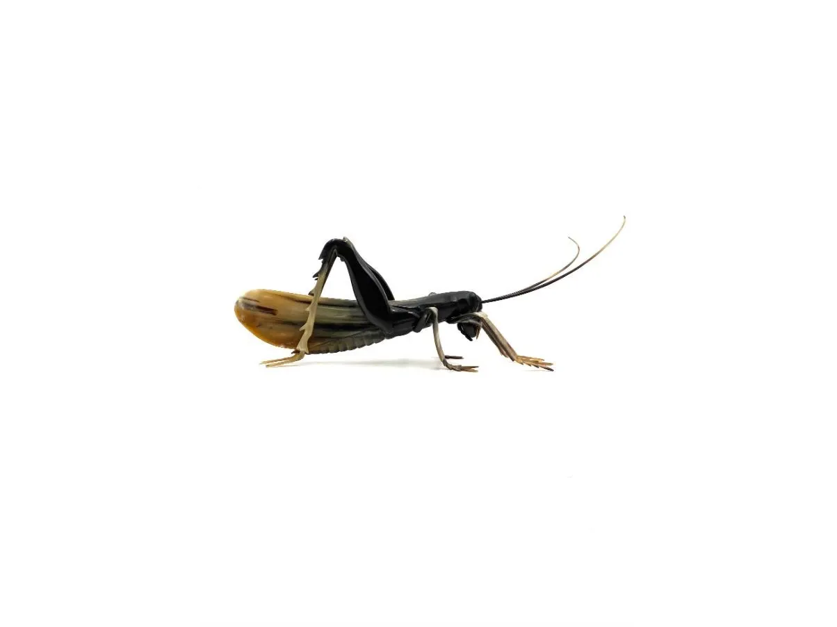 Vintage Cavalletta horn sculpture (1960s), 6