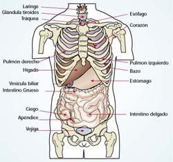 Anatomía