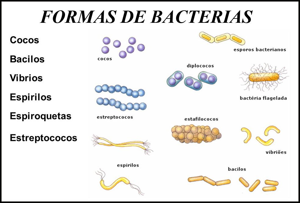 Bacteria