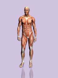 Cuerpo
