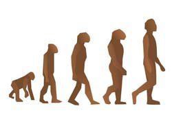Evolución