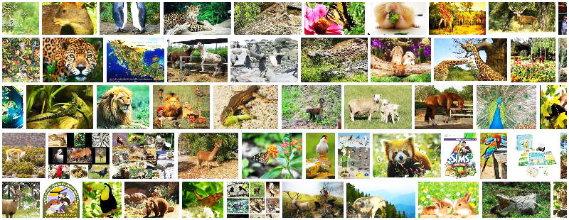 Fauna