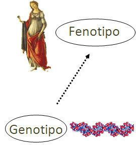 Genotipo