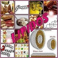 Lipidos