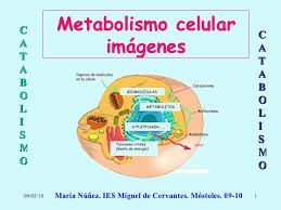 Metabolismo