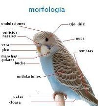 Morfologia