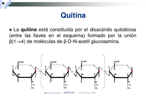 Quitina