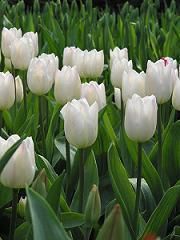 Tulipanes