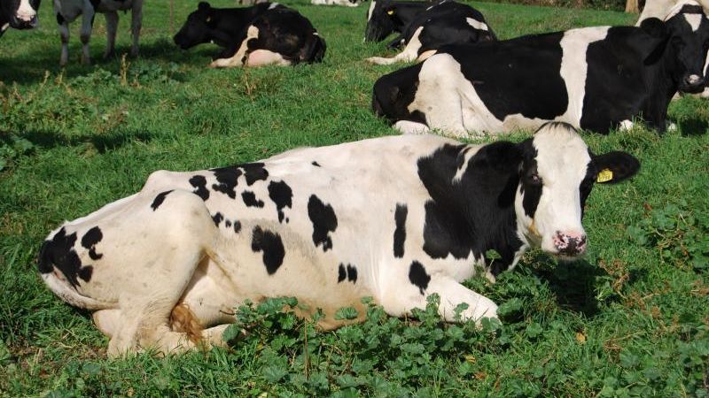 Vaca