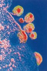 Virus