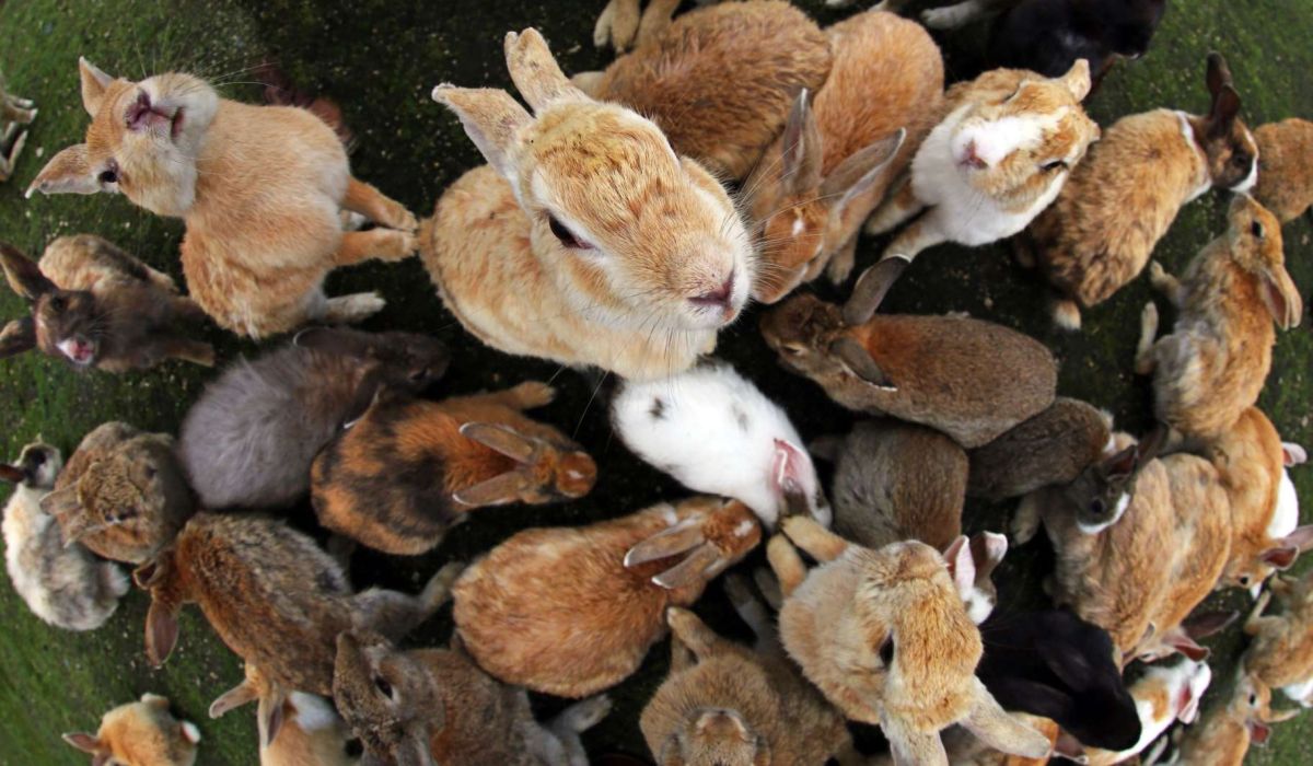 Rabbit Island Japan