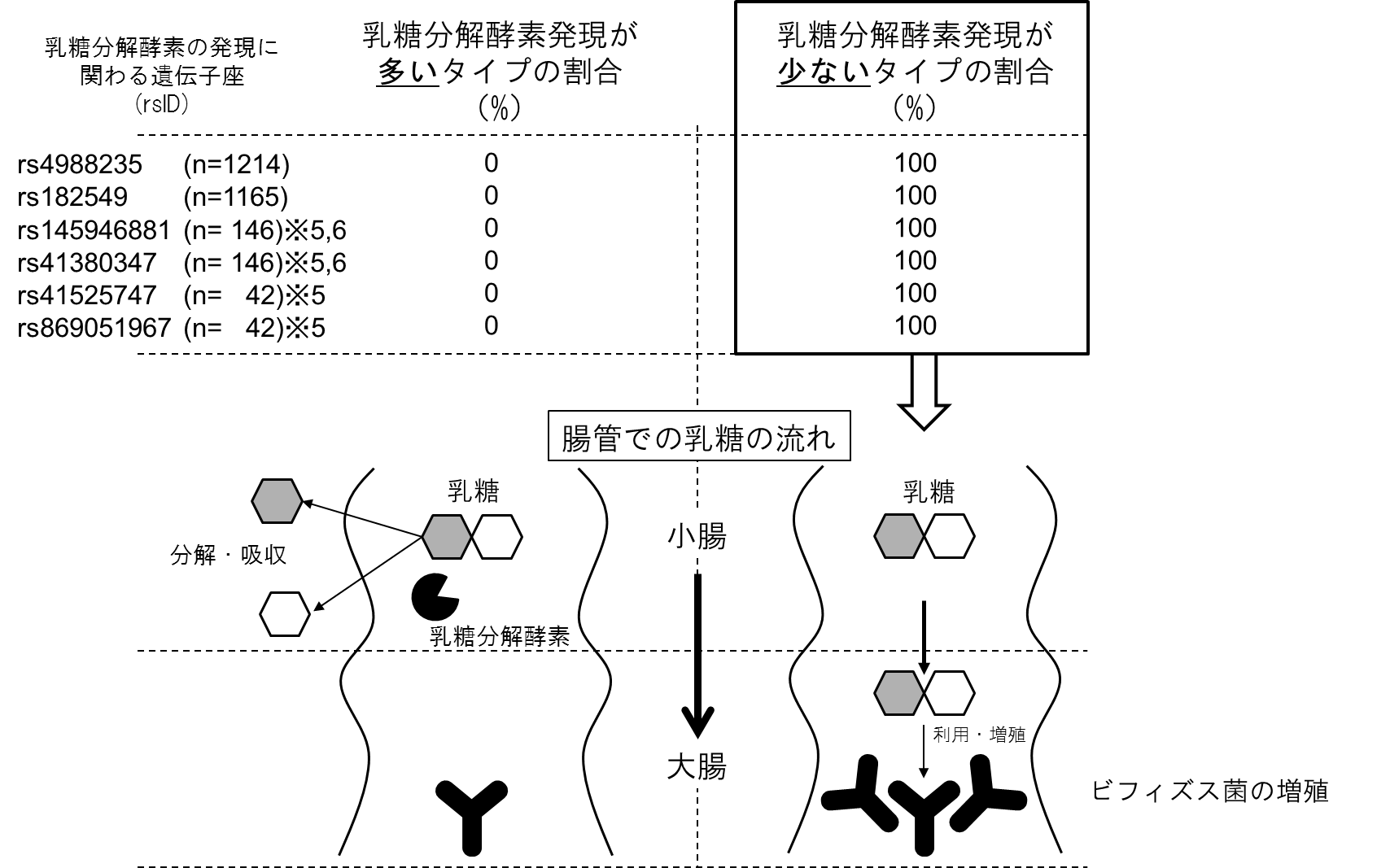 図：日本人における乳糖分解酵素の発現に関連する遺伝子型の割合