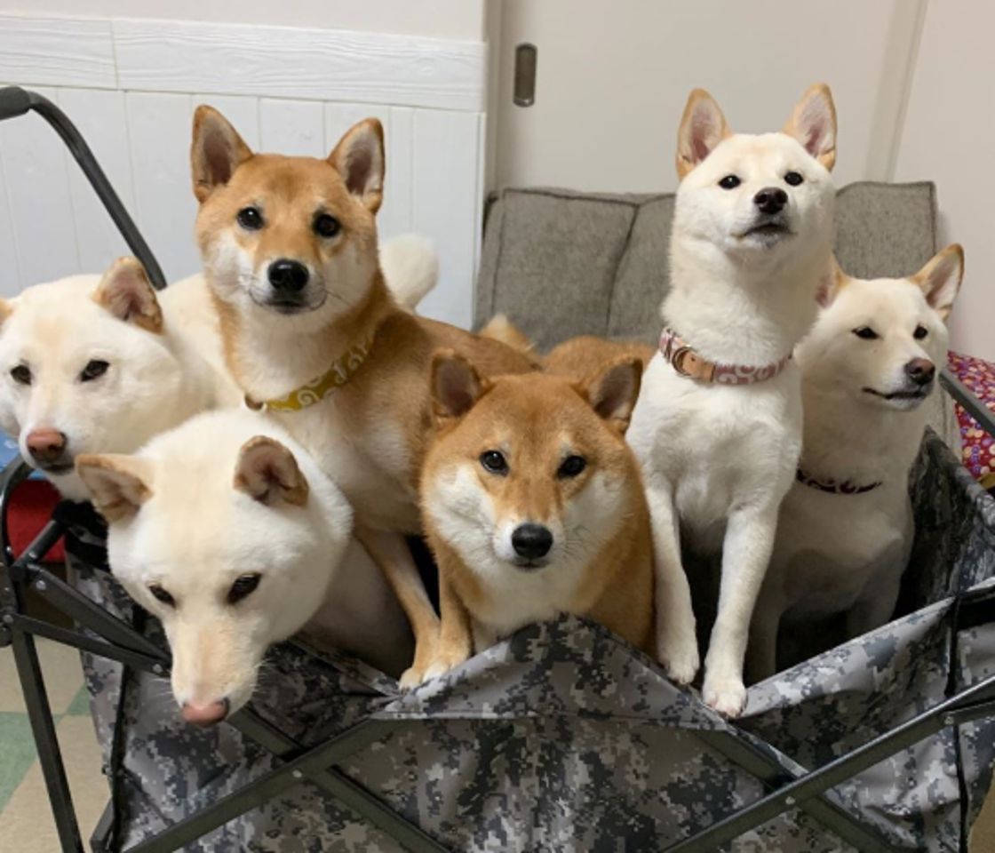 癒し担当います
