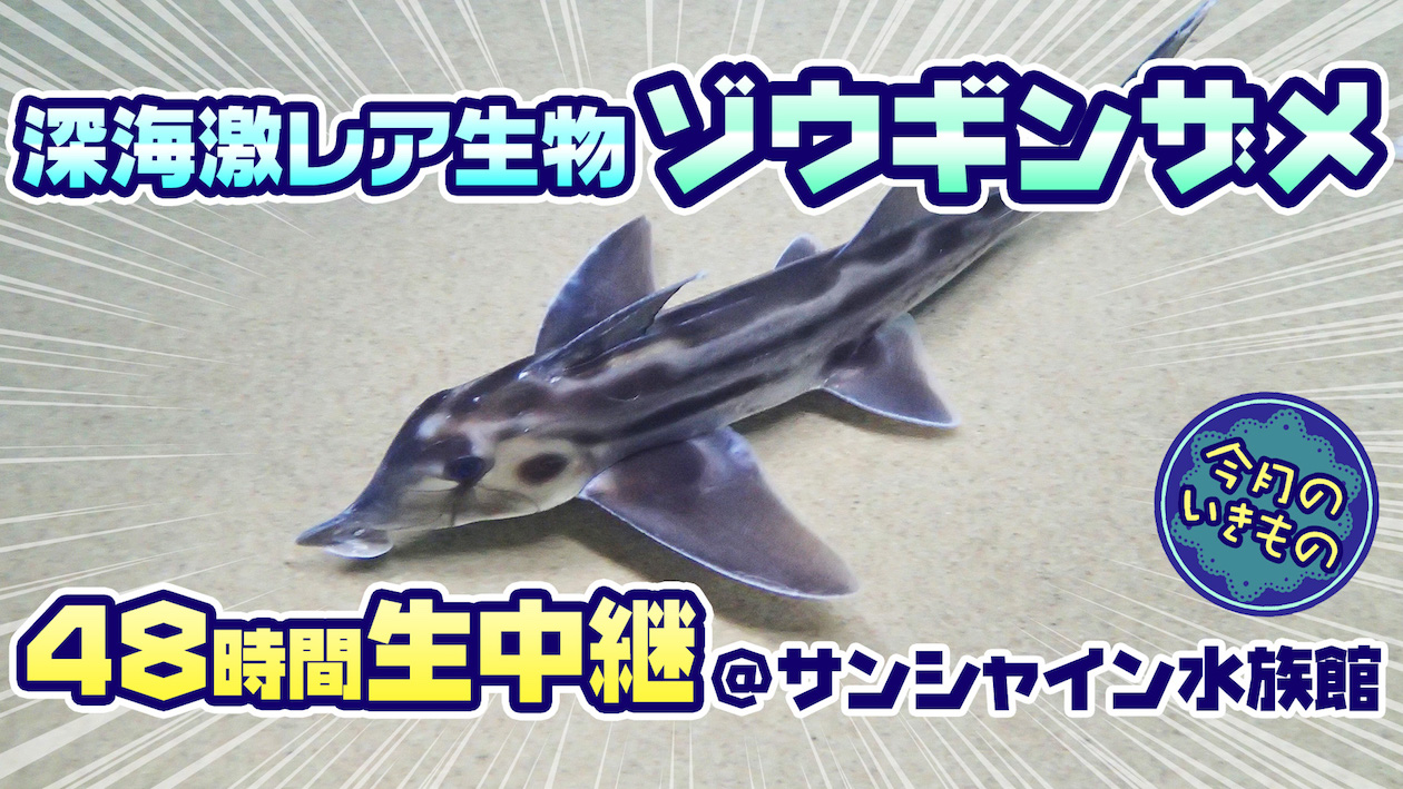 サメみたいだけど、サメじゃない？ 謎の激レア深海生物「ゾウギンザメ