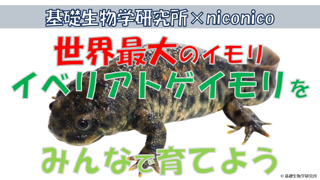 基礎生物学研究所とniconicoの共同企画第6弾 謎に包まれた生態をみんなで観察 世界最大のイモリ イベリアトゲイモリをみんなで育てよう 0時間にわたりニコニコ生放送にて放送 株式会社ドワンゴ