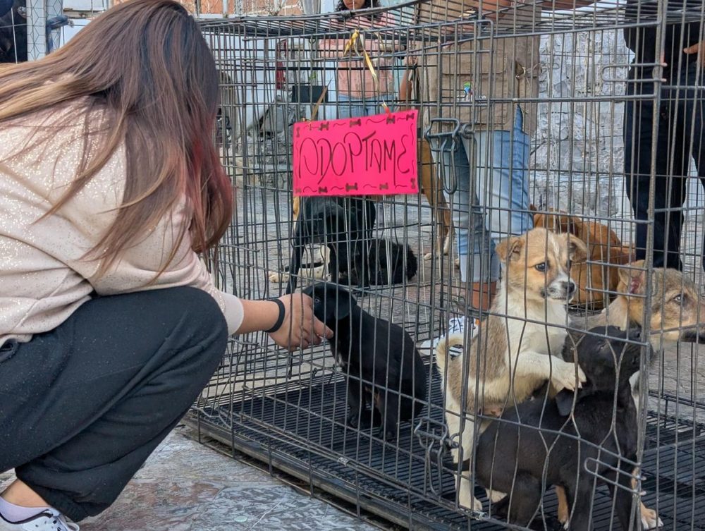 Feria de adopción