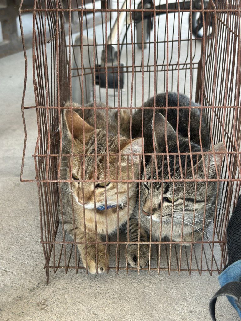 Jornada de Bienestar Animal