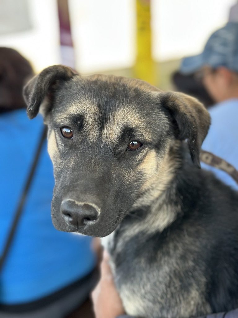 Perro