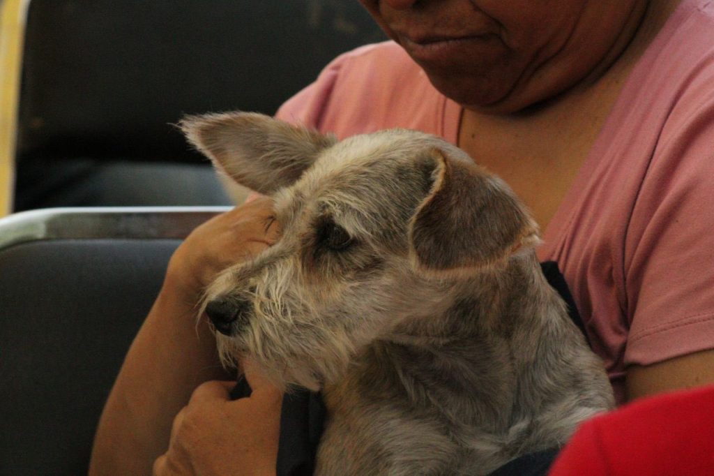 Mascota