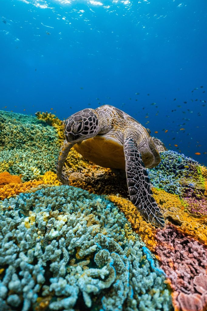 Tortuga