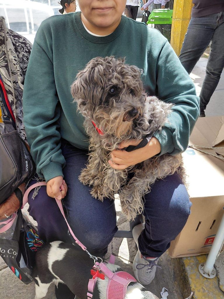 Perro