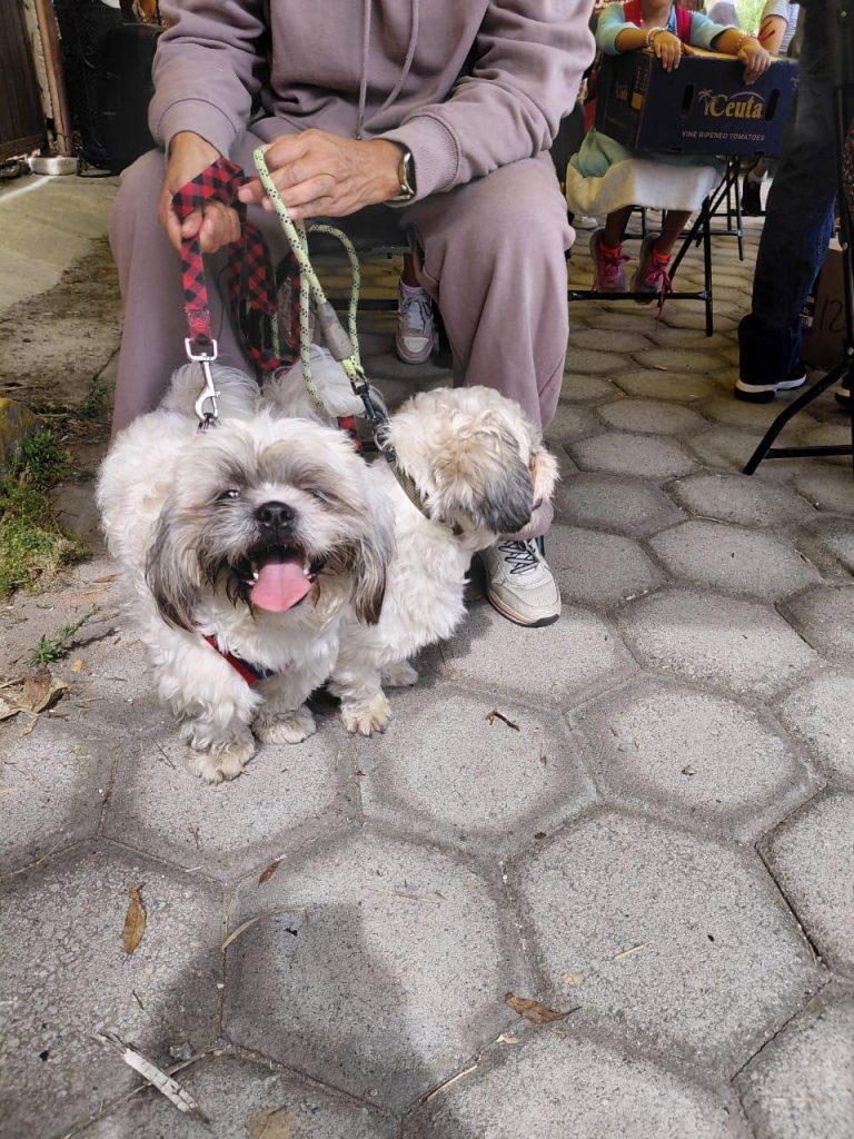 Perro