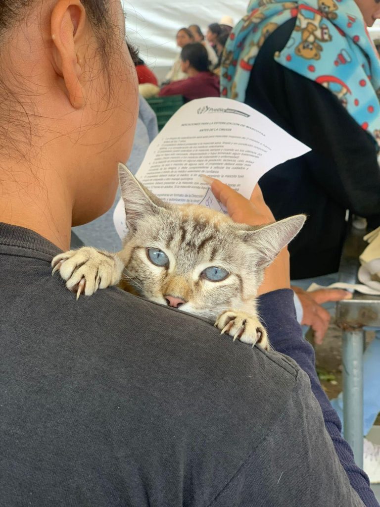 Mascota