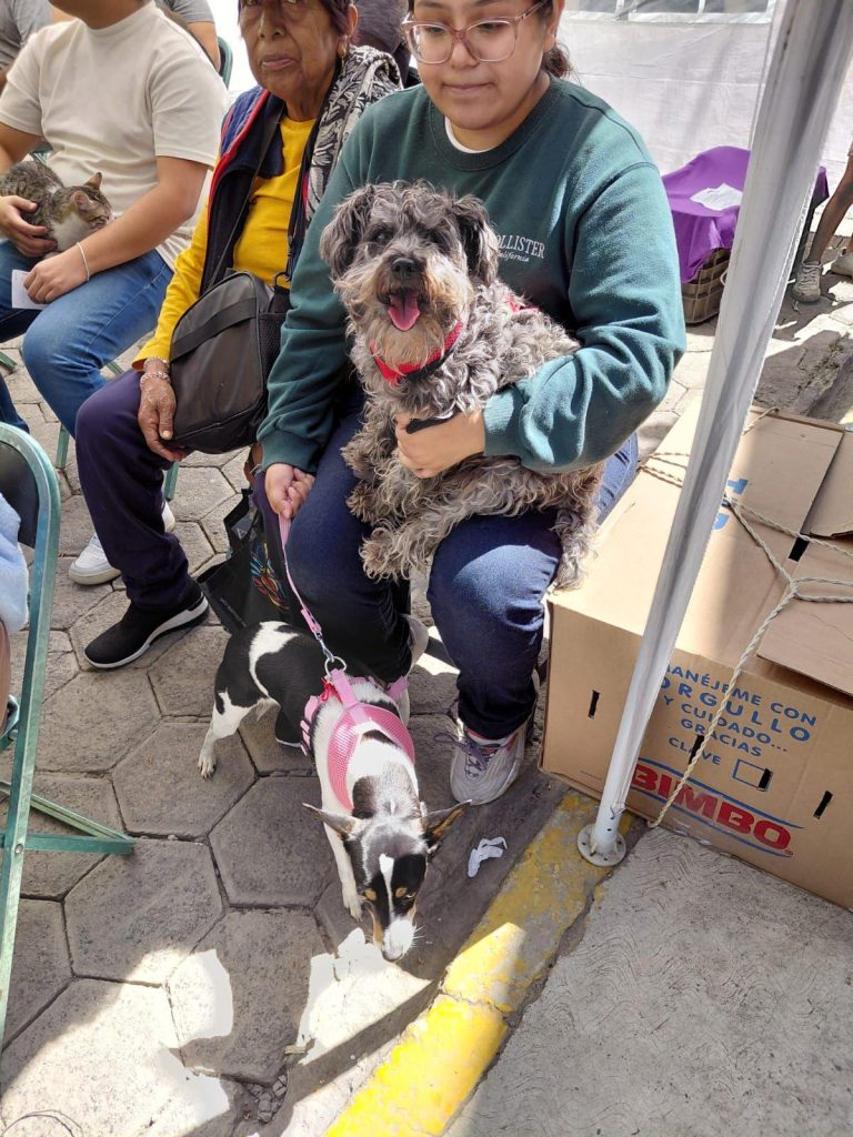 Mascotas